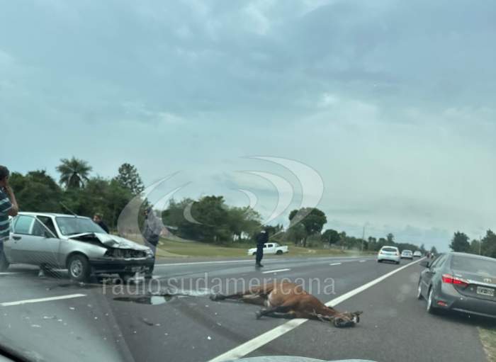 UN AUTOMÓVIL ATROPELLÓ A UN CABALLO SOBRE RUTA NACIONAL 12