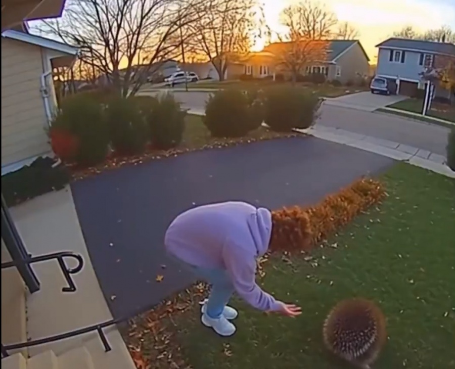 VIDEO: VE UN PUERCOESPÍN EN SU JARDÍN DELANTERO Y PASA ESTO