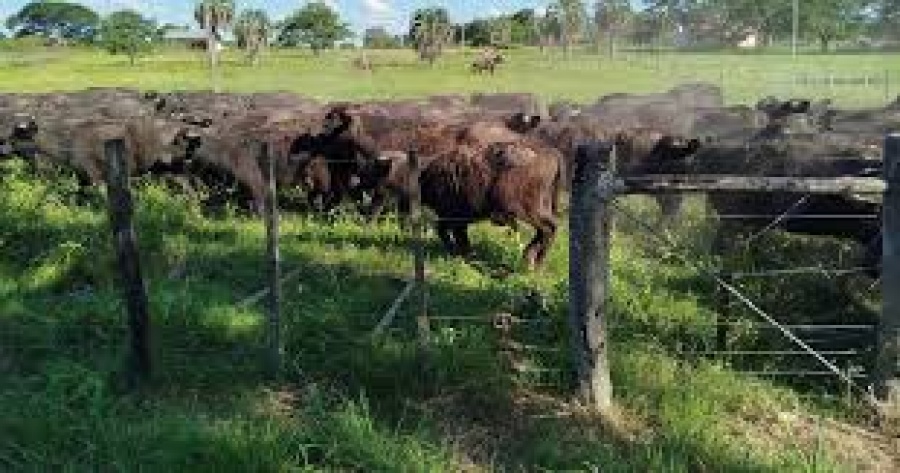 PRODUCTORES GANADEROS SE REUNIERON POR LA PROBLEMÁTICA DEL ABIGEATO